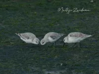 Drieteenstrandloper [Calidris alba] - Brouwersdam Zeeland (14okt2026)   